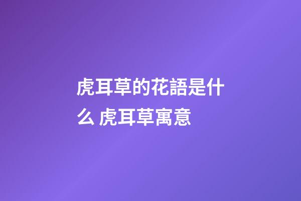 虎耳草的花語是什么 虎耳草寓意
